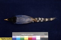 臺灣藍鵲藏品圖，第7張